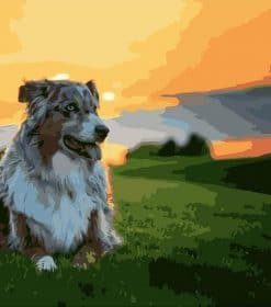 Australian Shepherd Dog Paint By Numbers