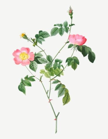 Austrian Briar Blooms Paint By Numbers