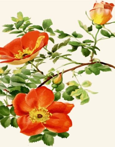 Austrian Briar Floral Paint By Numbers