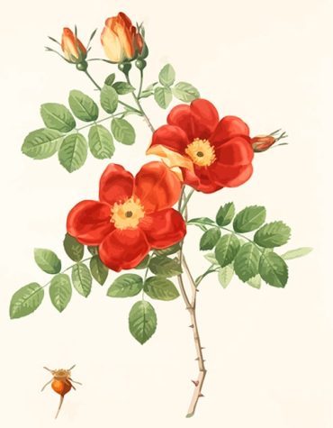 Austrian Briar Rose Vintage Beauty Paint By Numbers