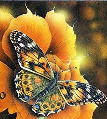 Butterfly in Bloom Paint By Numbers