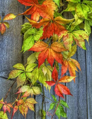 Autumn Maple Nature Paint By Numbers