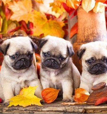 Adorable Pug Puppies Paint By Numbers