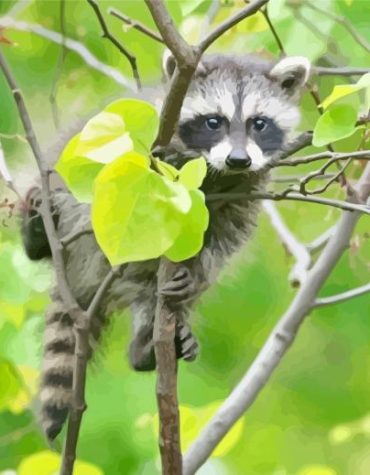 Baby Raccoon in Forest Paint By Numbers