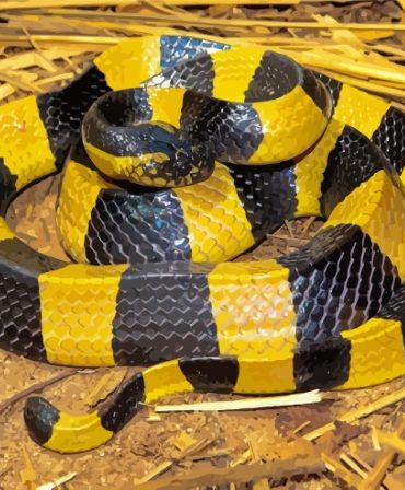 Exotic Banded Krait Paint By Numbers