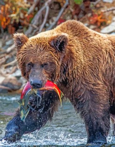 Bear Catching Red Fish Paint By Numbers