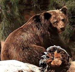 Forest Bear Art Paint By Numbers