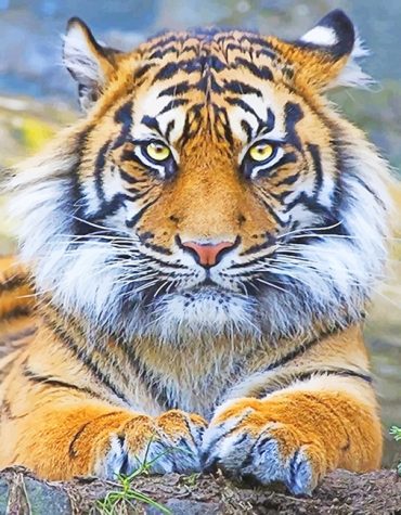 Majestic Tiger Eyes Paint By Numbers