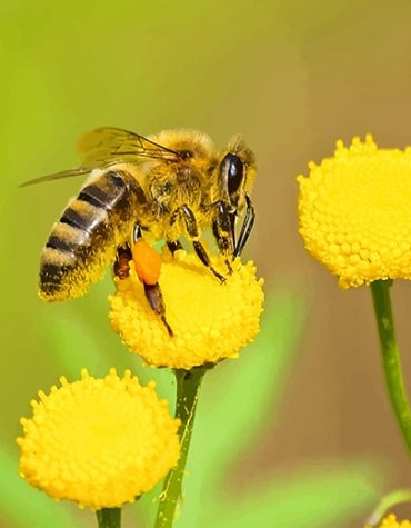 Bee and Yellow Blossom Paint By Numbers