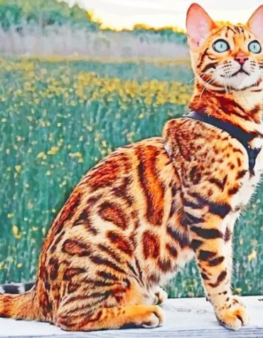 Bengal Kitten Animal Paint By Numbers