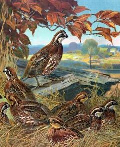 Quail Collection Paint By Numbers