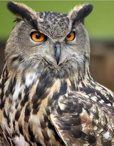 Big Eyes Owl Paint By Numbers