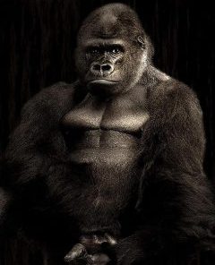 Majestic Gorilla Paint By Numbers