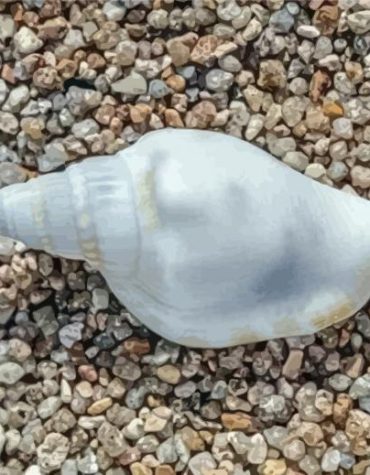 White Sea Shell Paint By Numbers