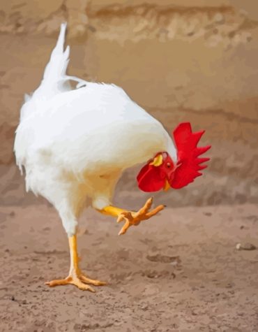 White Rooster Beauty Paint By Numbers