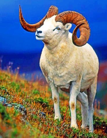 Majestic Bighorn Ram Paint By Numbers