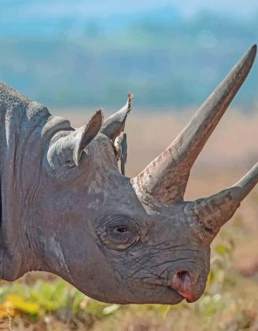 Majestic African Rhinos Paint By Numbers
