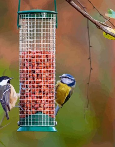 Garden Birds Paint By Numbers