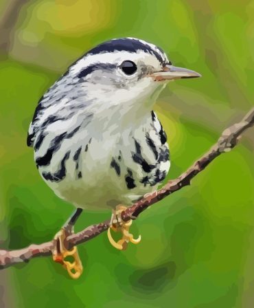 Black and White Bird Scene Paint By Numbers