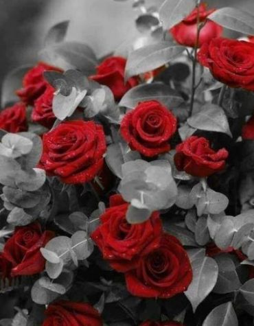 Black and White Rose Paint By Numbers