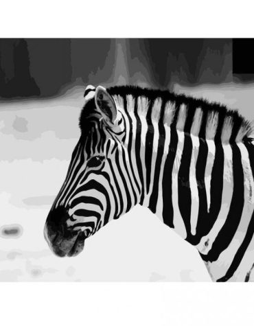 Zebra Animal Art Paint By Numbers