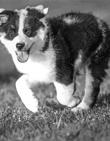 Black and White Dog Paint By Numbers