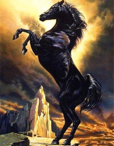 Black Arabian Stallion Paint By Numbers