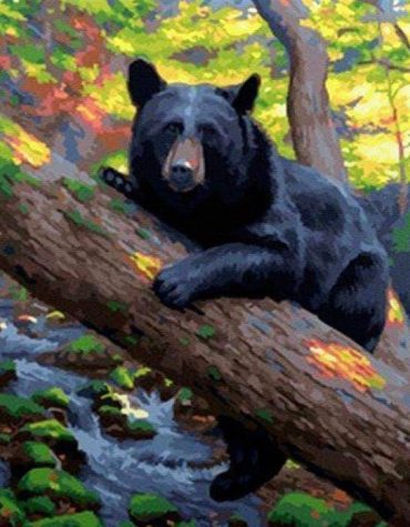 Black Bear Wildlife Paint By Numbers
