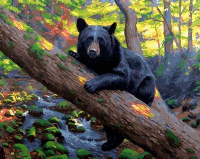 Black Bear Wildlife Paint By Numbers