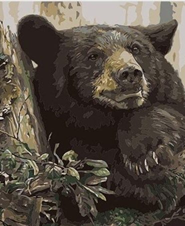 Black Bear Animal Paint By Numbers