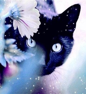 Black Cat in Floral Paint By Numbers