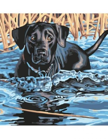 Swimming Black Dog Paint By Numbers