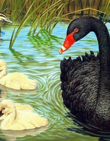 Black Duck Wildlife Paint By Numbers