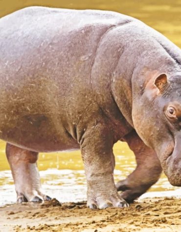 Black Hippo Paint By Numbers