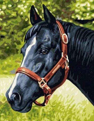 Majestic Black Horse Paint By Numbers
