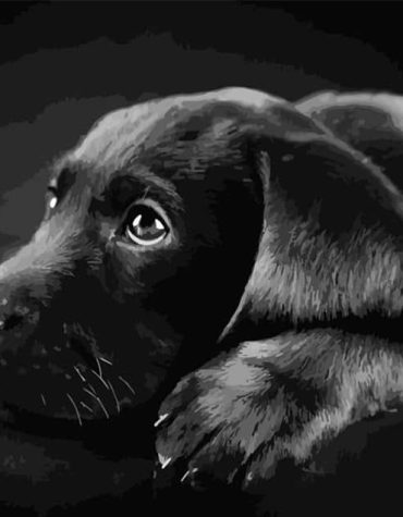 Black Labrador Dog Paint By Numbers