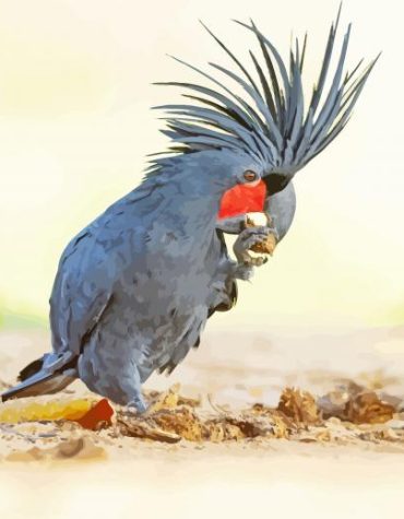 Black Palm Cockatoo Birds Paint By Numbers