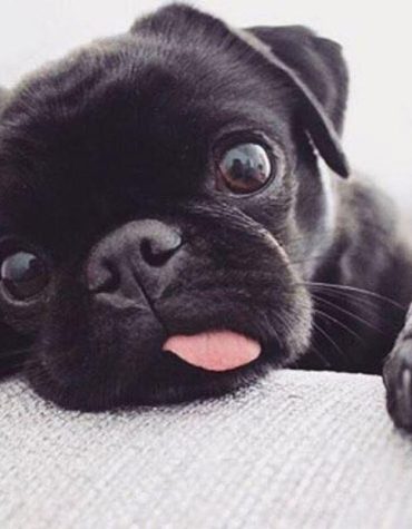 Black Pug Dog Paint By Numbers