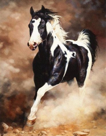 Black Stallion Horse Paint By Numbers
