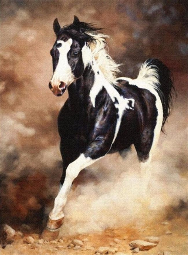 Black Stallion Horse Paint By Numbers