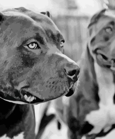 American Bully Puppies Paint By Numbers