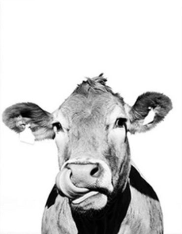 Black and White Cow Paint By Numbers