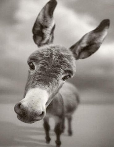 Vintage Black and White Donkey Paint By Numbers