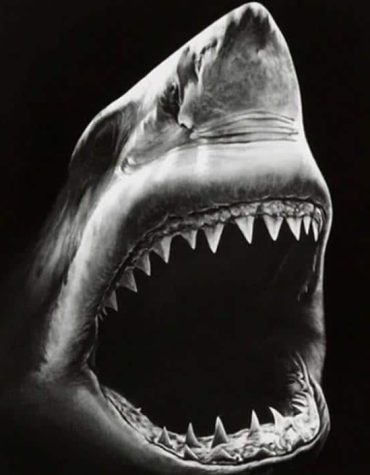 Black and White Shark Megalodon Paint By Numbers