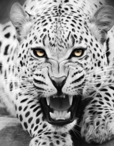 Big Cat Tiger Paint By Numbers