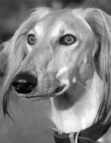 Saluki Puppy Black and White Paint By Numbers
