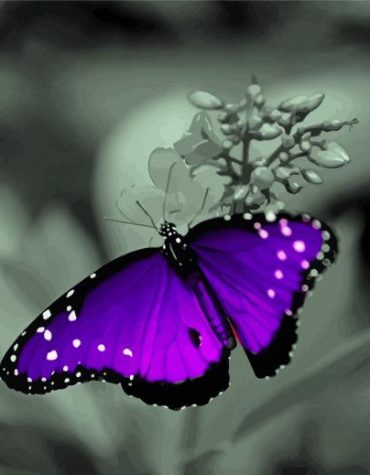 Black and Purple Butterfly Paint By Numbers
