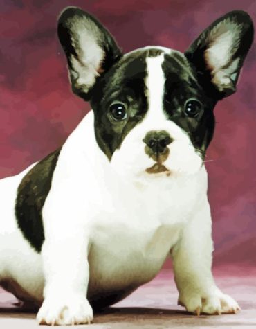 French Bulldog Puppies Paint By Numbers