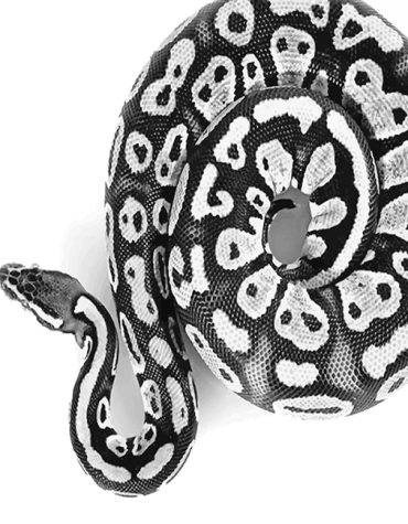 Royal Python Snake Paint By Numbers