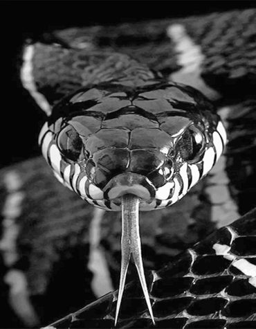 Black and White Viper Paint By Numbers